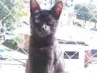 Gato raça simples idade 2 a 6 meses nome Sushi