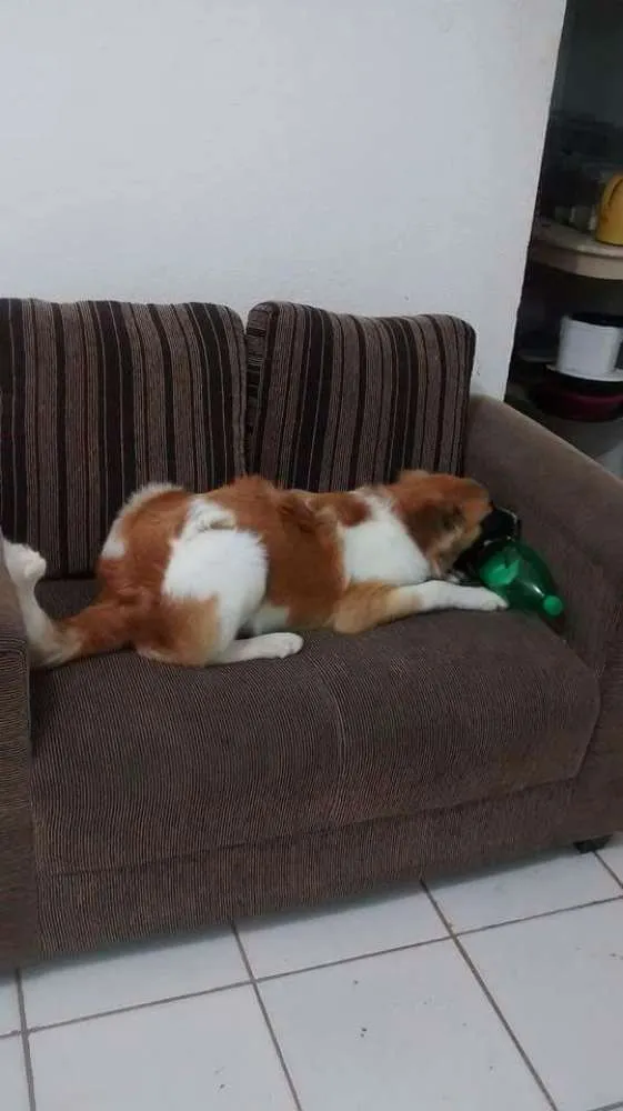 Cachorro ra a Não definida  idade 3 anos nome Maylou