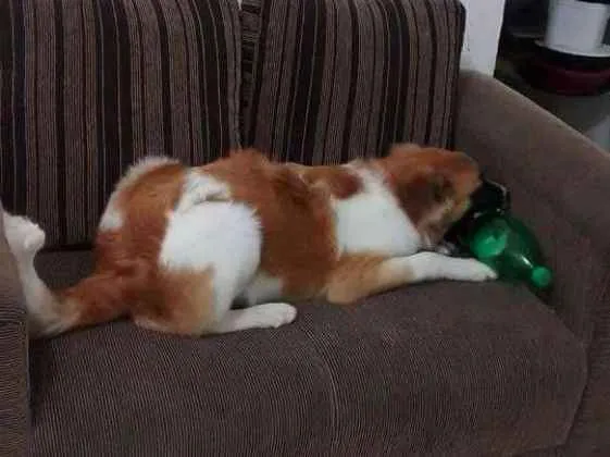 Cachorro ra a Não definida  idade 3 anos nome Maylou