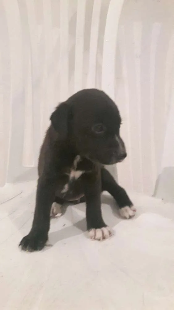 Cachorro raça SRD idade Abaixo de 2 meses nome Arya & Nimerya