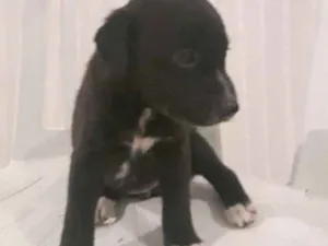 Cachorro raça SRD idade Abaixo de 2 meses nome Arya & Nimerya