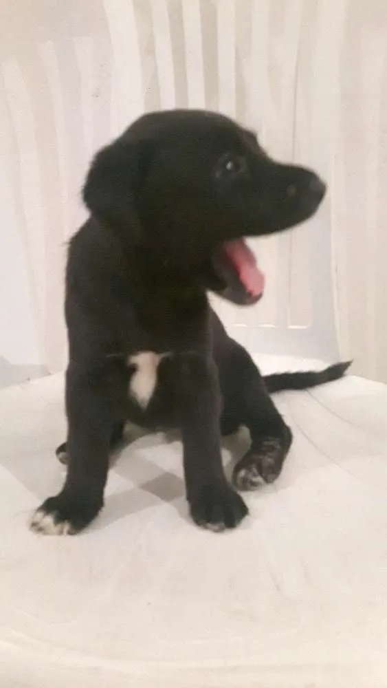 Cachorro raça SRD idade Abaixo de 2 meses nome Arya & Nimerya