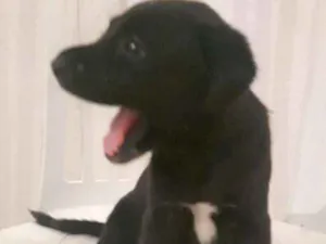 Cachorro raça SRD idade Abaixo de 2 meses nome Arya & Nimerya