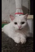 Lupi