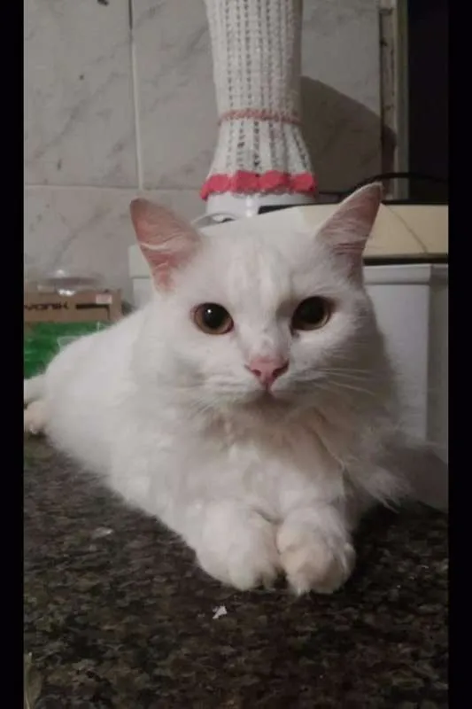 Gato raça Misto Angorá idade 1 ano nome Lupi