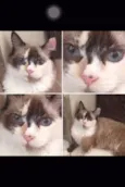Manu