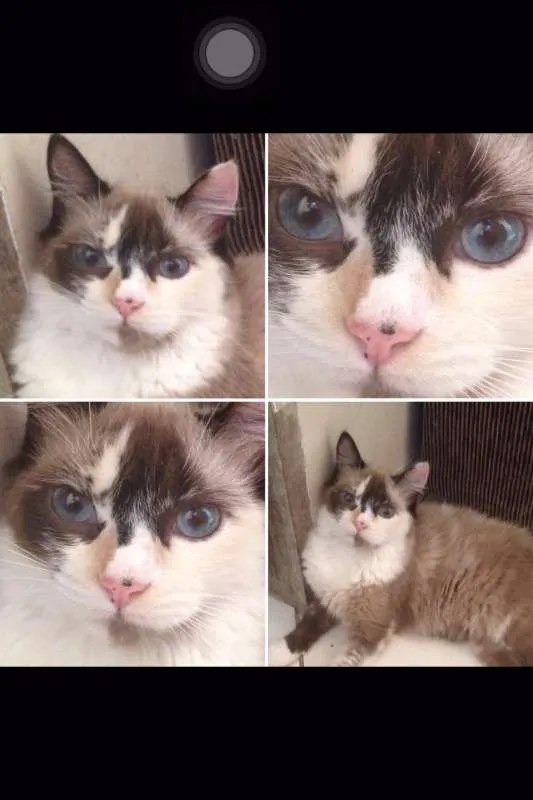Gato raça Mista Angorá idade 1 ano nome Manu