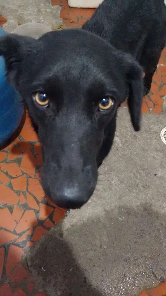 Cachorro ra a Vira lata idade 2 anos nome Meg