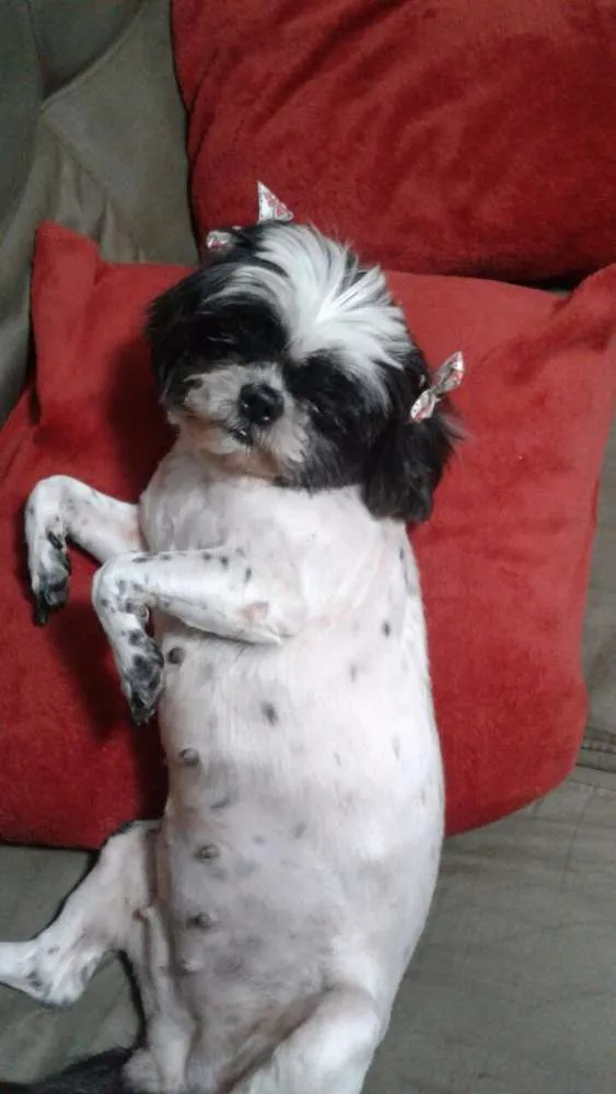 Cachorro raça Shih tzu idade 4 anos nome Puca
