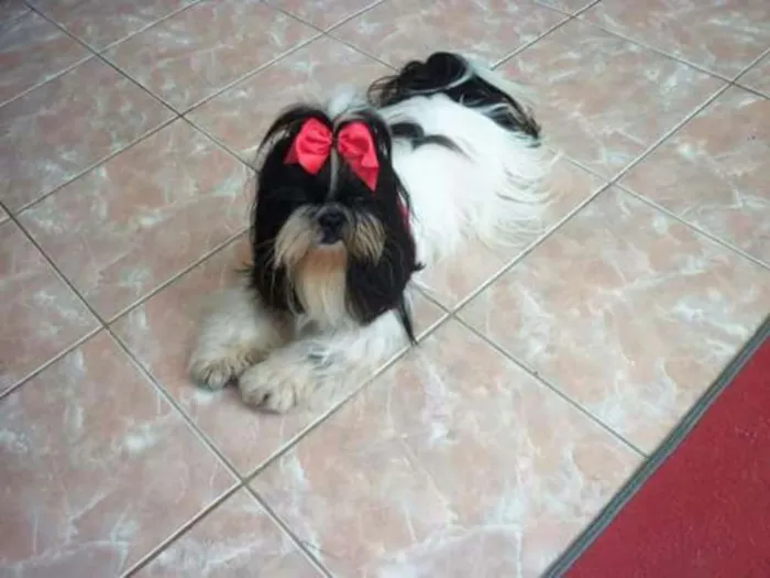 Cachorro raça Shih tzu idade 4 anos nome Puca