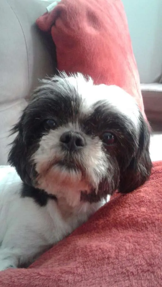 Cachorro raça Shih tzu idade 4 anos nome Puca