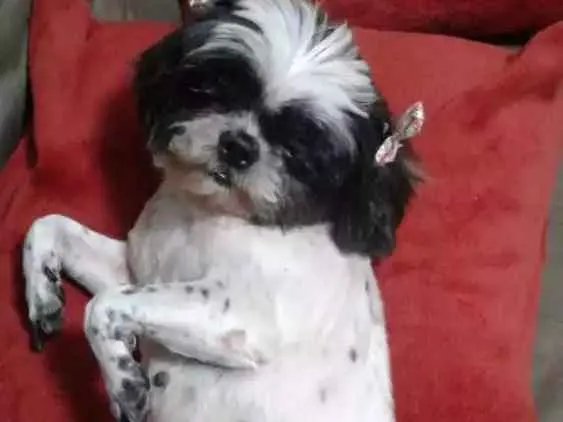 Cachorro raça Shih tzu idade 4 anos nome Puca