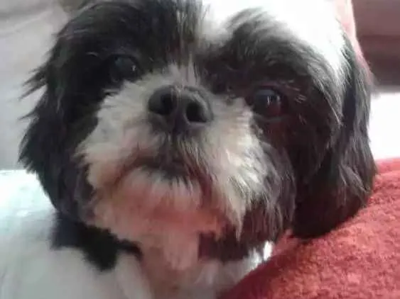 Cachorro raça Shih tzu idade 4 anos nome Puca