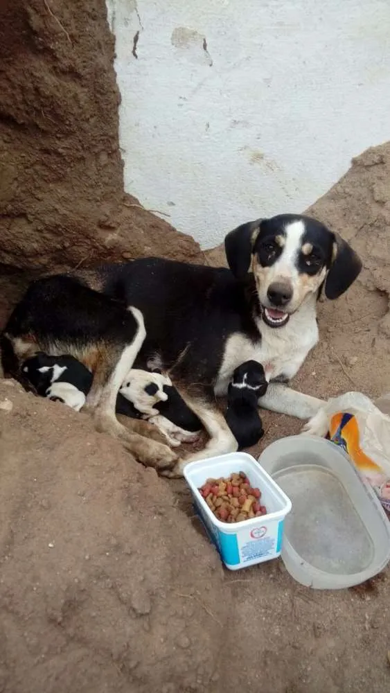 Cachorro ra a Srd idade 3 anos nome Pretinha