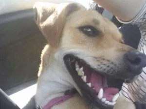 Cachorro raça Srd idade 1 ano nome Nina