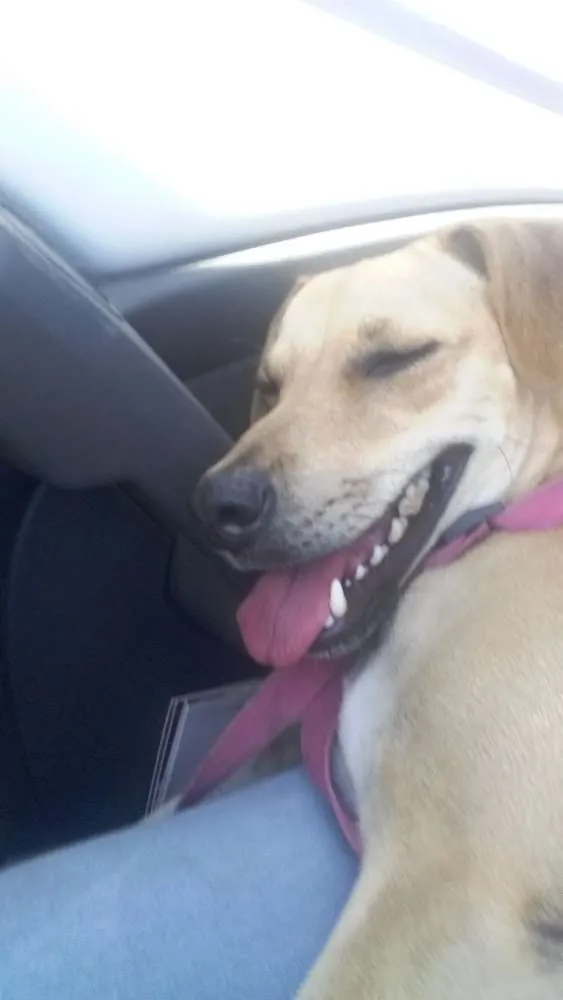 Cachorro ra a Srd idade 1 ano nome Nina