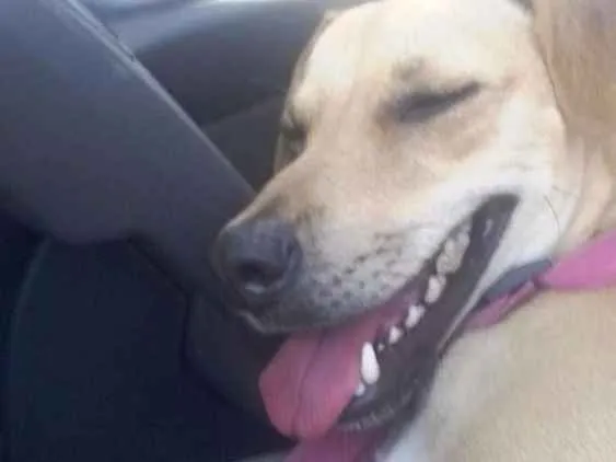 Cachorro ra a Srd idade 1 ano nome Nina
