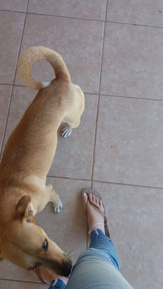 Cachorro ra a Srd idade 1 ano nome Nina