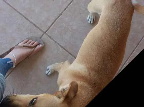 Cachorro ra a Srd idade 1 ano nome Nina