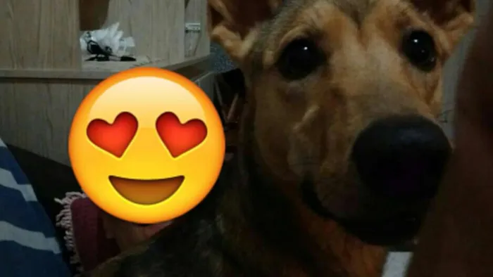 Cachorro ra a Raça distinta idade 1 ano nome Coba 