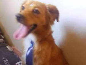 Cachorro raça SRD idade 1 ano nome Ralph