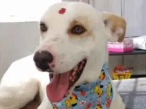 Cachorro raça SRD idade 2 anos nome Branco