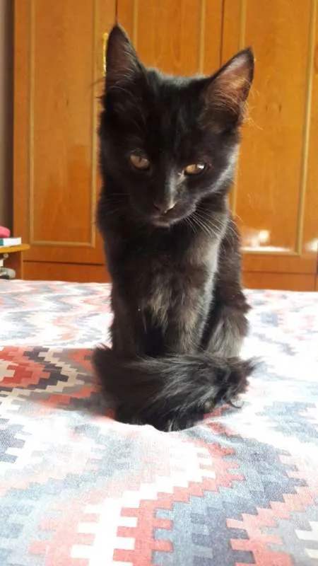 Gato ra a SRD idade 2 a 6 meses nome Goten