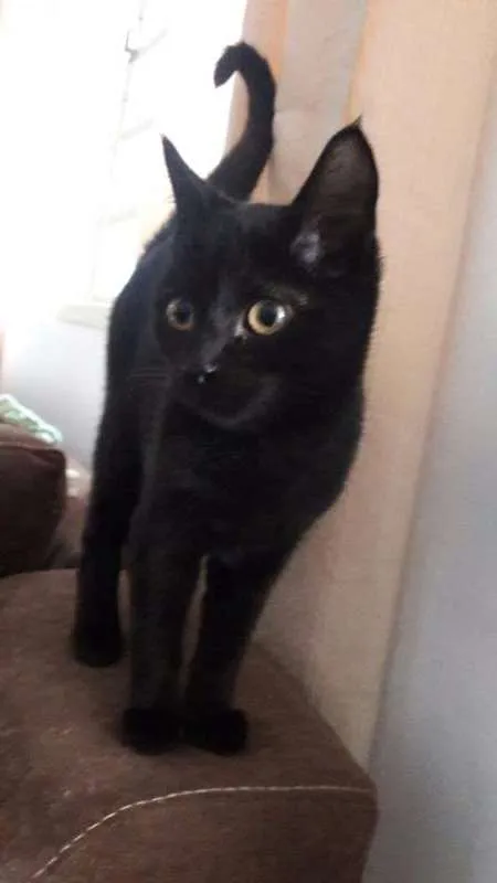 Gato ra a SRD idade 2 a 6 meses nome Gohan