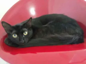 Gato raça Mestiço  idade 2 a 6 meses nome Mike