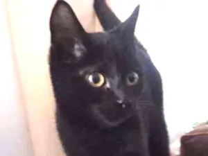 Gato raça SRD idade 2 a 6 meses nome Gohan