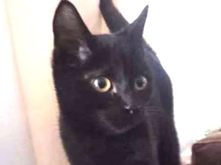 Gato ra a SRD idade 2 a 6 meses nome Gohan