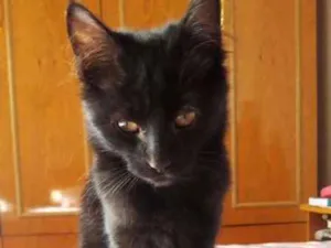 Gato raça SRD idade 2 a 6 meses nome Goten