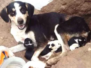 Cachorro raça Srd idade 3 anos nome Pretinha