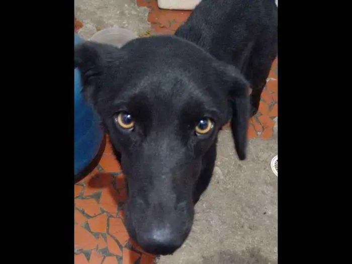 Cachorro ra a Vira lata idade 2 anos nome Meg
