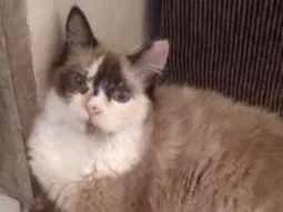 Gato raça Mista Angorá idade 1 ano nome Manu