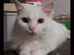 Gato raça Misto Angorá idade 1 ano nome Lupi