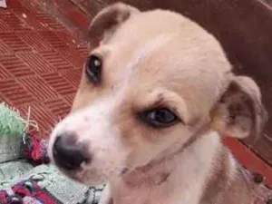 Cachorro raça Vira Lata idade 2 a 6 meses nome Não tem