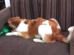 Cachorro raça Não definida  idade 3 anos nome Maylou