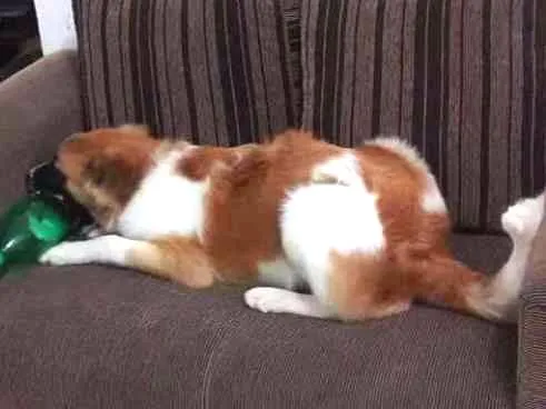 Cachorro ra a Não definida  idade 3 anos nome Maylou