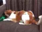 Cachorro raça Não definida  idade 3 anos nome Maylou