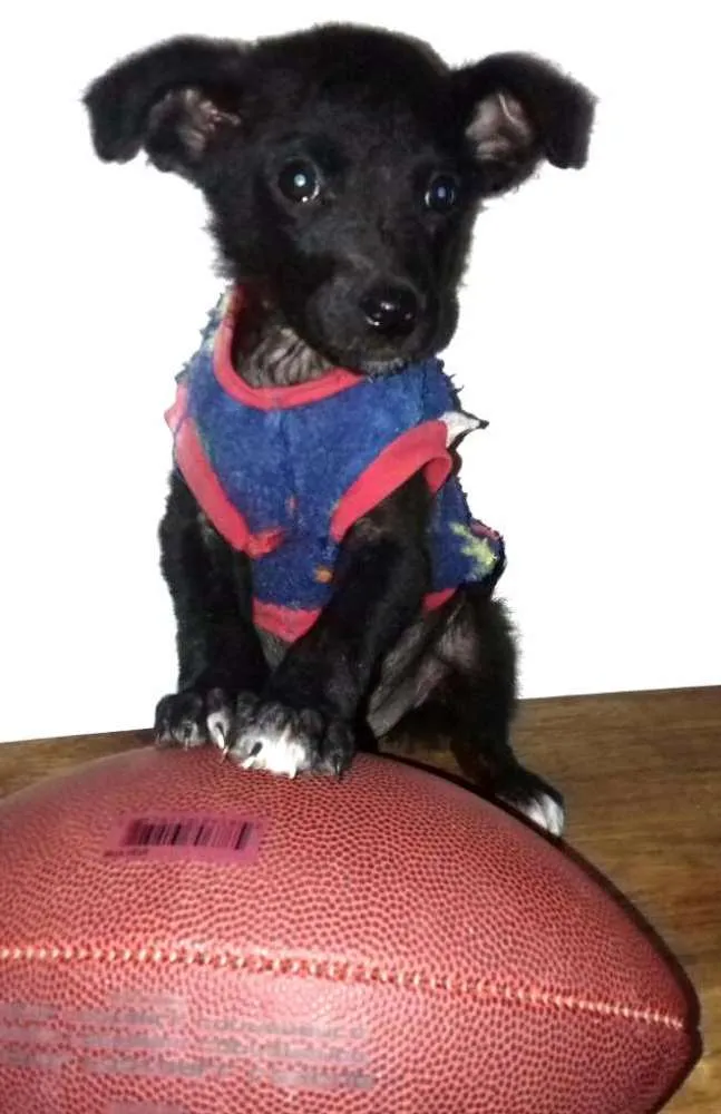 Cachorro ra a Sem raça definida idade 2 a 6 meses nome Filhote
