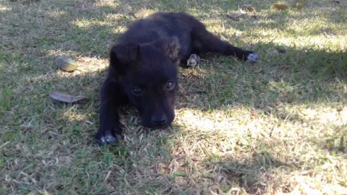 Cachorro ra a Sem raça definida idade 2 a 6 meses nome Filhote
