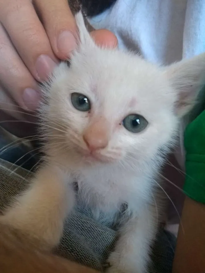Gato ra a Srd idade Abaixo de 2 meses nome Danerys