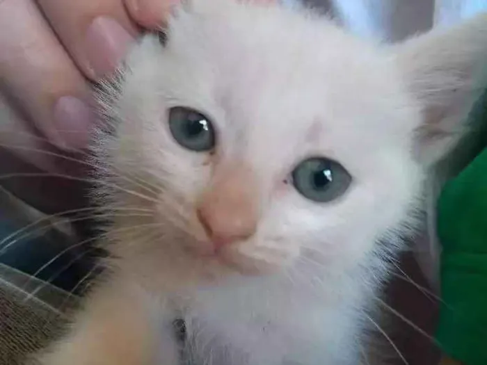 Gato ra a Srd idade Abaixo de 2 meses nome Danerys
