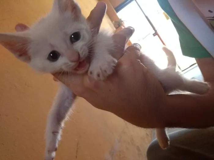 Gato ra a Srd idade Abaixo de 2 meses nome Danerys
