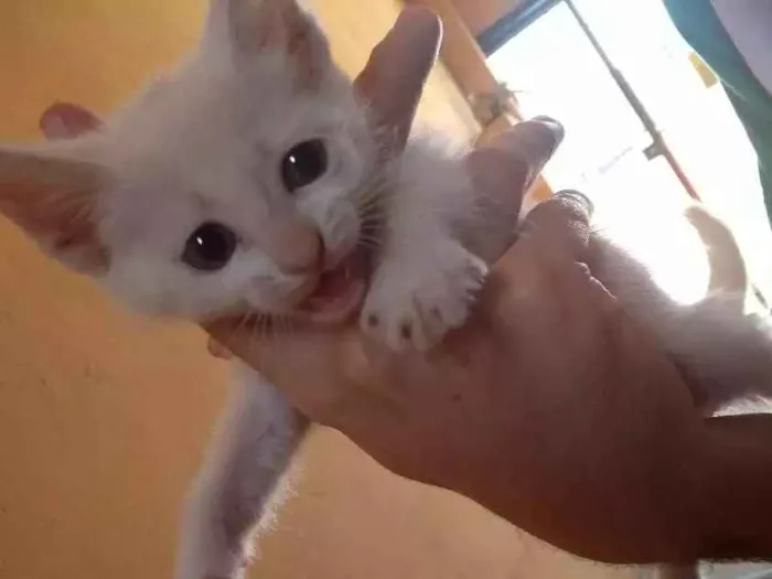 Gato ra a Srd idade Abaixo de 2 meses nome Danerys