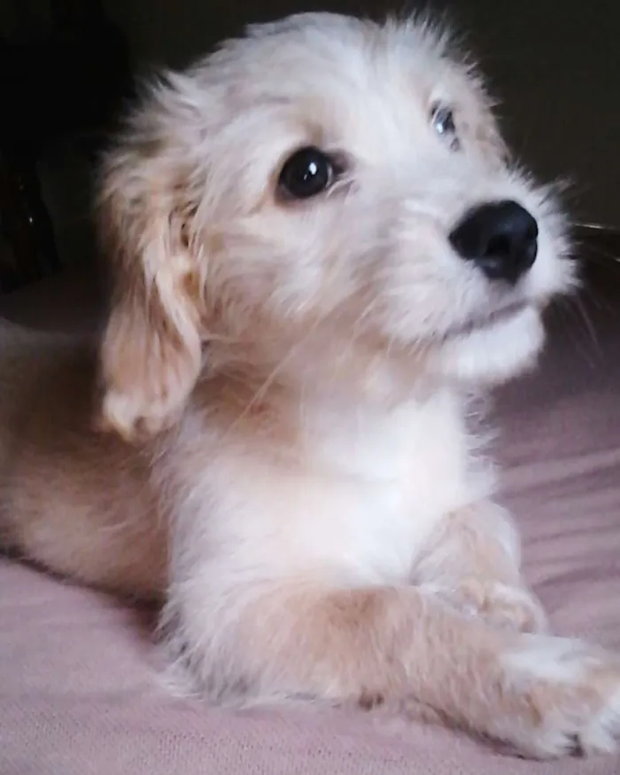 Cachorro ra a Mestiço idade 2 a 6 meses nome Dust