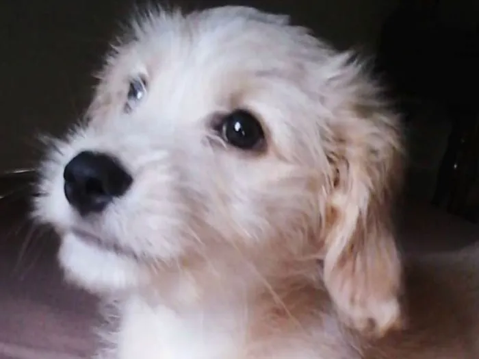 Cachorro ra a Mestiço idade 2 a 6 meses nome Dust