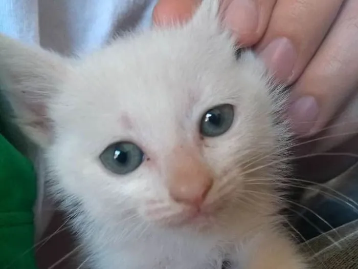 Gato ra a Srd idade Abaixo de 2 meses nome Danerys