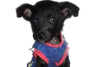 Cachorro raça Sem raça definida idade 2 a 6 meses nome Filhote